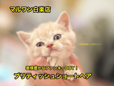 【ブリティッシュショートヘア】超癒し系！笑顔が絶えない我が家を目指すならこの子！：白楽店No11469