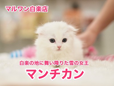 【マンチカン】白楽の地に舞い降りた雪の女王：白楽店No.11468