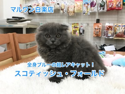 スコティッシュフォールド登場！ブリじゃないの？長毛！超レアな全身ブルーが魅力！【白楽店No.11465】