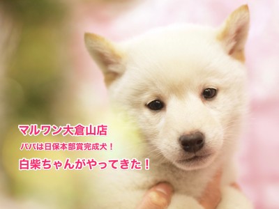 【柴犬】なんとパパは日保本部賞完成犬！スーパーDNAを持つ白柴ちゃんがやってきた！大倉山店No.6130549