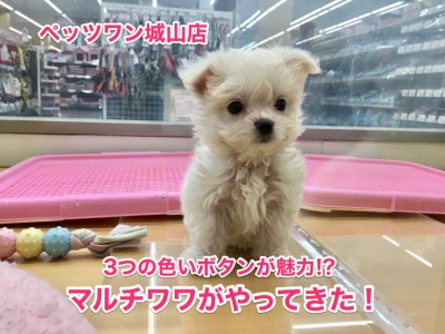 【MIX〜マルチーズ×チワワ】店長激推し！3つの黒いボタンが魅力のマルチワワ登場！！：城山店No.118120