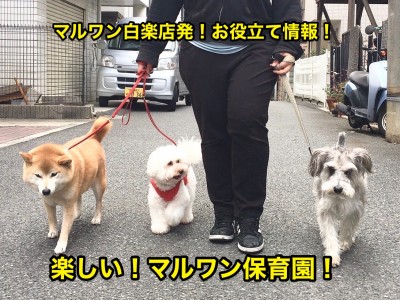 【犬の保育園】社交性を高めるのに最適なマルワン保育園：白楽店発