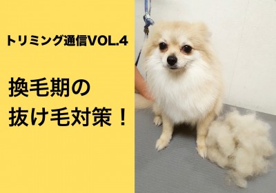 【お役立て情報】換毛期の抜け毛対策！：白楽店発トリミング通信Vol.4