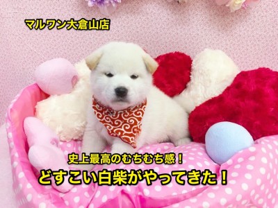 【柴犬】史上最高のむちむち感！どすこい柴ちゃんがやってきた！：大倉山店No.6130566
