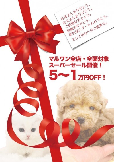 【スーパーセール開幕！】全店・全頭対象のキャッシュバック企画！