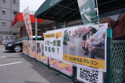 【パピー教室開催報告！】アニコム損保&マルワンコラボイベント！大倉山店編