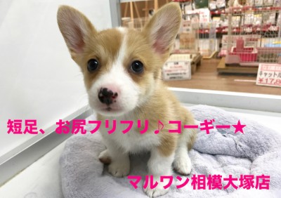 【ウェルシュ・コーギー・ペンブローク】トレーニングも絶好調！不思議系の癒しガール♪：相模大塚店オススメベイビーNo.814372