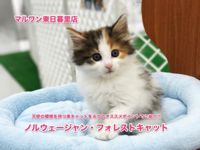 【ノルウェージャンフォレストキャット】天使の模様を持つ美キャットを4つのオススメポイントでご紹介！：東日暮里店オススメベイビーNo.014174