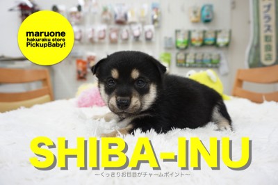 【小さめ黒柴】アニメ顔？くっきりお目目がチャームポイントの小さめ柴犬♡：白楽店オススメベイビー！No.11493