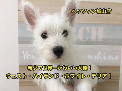 【ウエスト・ハイランド・ホワイトテリア】希少犬種ウェスティ！世界一可愛らしいワンコの登場です♡：ペッツワン城山店オススメベイビーNo.118134