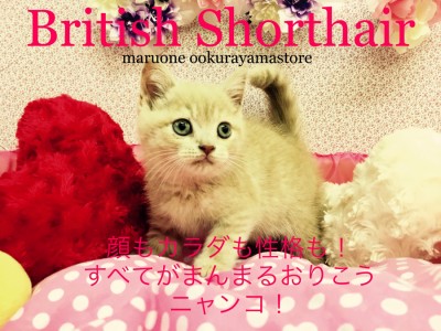 【ブリティッシュショートヘア】顔もカラダも性格も！すべてがまんまるおりこうニャンコ！：大倉山店Pickupベイビー！No.6130567