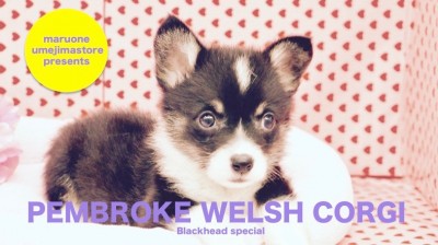 【希少！ブラックヘッドコーギー】出生率は10%以下 ?！待望の「黒コギ」降臨！：梅島店オススメベイビー！No.119067