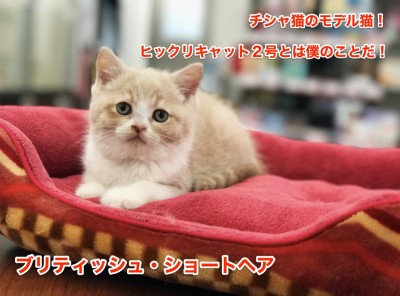 《ブリティッシュショートヘア》チシャ猫のモデル猫！ヒックリキャット2号とは僕のことだ！オススメベイビー東日暮里店No.014168