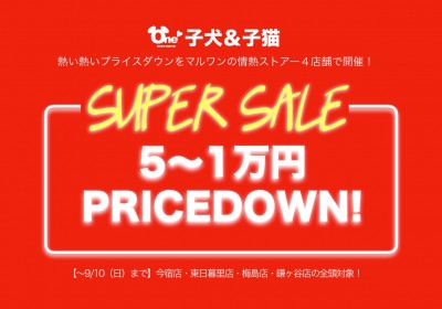 【スーパーセール】マルワン4店舗ゲリラ開催スタート！子犬＆子猫が5〜1万円OFF！：今宿店・東日暮里店・梅島店・鎌ヶ谷店