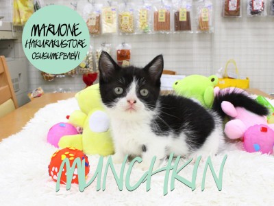 【マンチカン】短足！縁起の良い末広がりのハチワレキャットがやってきた！：マルワン白楽店オススメベイビー！No.11499