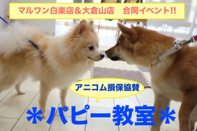 【パピー教室】マルワン白楽店＆大倉山店合同イベント!アニコムパピー教室 午前の部レポート!