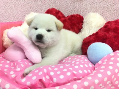 【柴犬】むちむちからイケメンに大変身!!フレンドリーな白柴君の成長アルバムを大公開♥大倉山店PICKUPベイビー!No.6130566