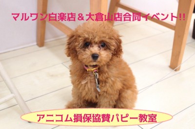 【パピー教室】マルワン白楽店＆大倉山店合同イベント!アニコムパピー教室 午後の部レポート!