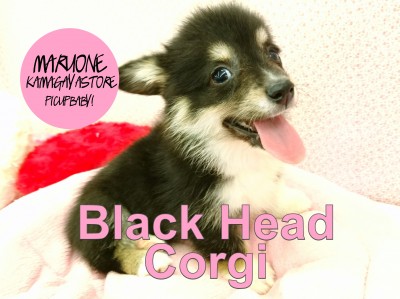 【ブラックヘッドコーギー】食パンヒップの短足BOY！希少なBlackheadがやってきた！：鎌ヶ谷店PICK UPベイビー！NO.117124