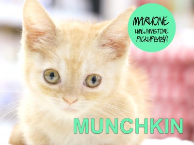 【マンチカン】美しい洗練された被毛とドタバタ歩く姿に撃沈必死❤︎猫のスーパーカー登場！：梅島店pickupベイビー！No.119084