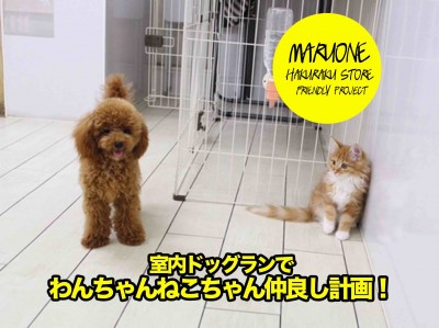 【メインクーン&トイ・プードル】室内ドッグランでわんちゃん猫ちゃんお友達になろう計画！！:白楽店 No11503&No11510