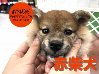 【柴犬】ほっぺたモミモミしたくなっちゃう♥：東日暮里店PICK UPベイビー！No.014193