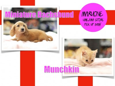 【ダックスフント＆マンチカン】新入店！わんにゃん界の短足両横綱見参‼︎：梅島店PICK UPベイビー！No. 119083&119084