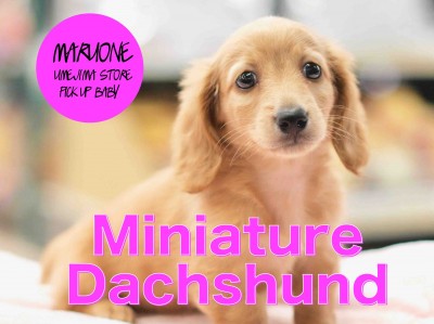 「ミニチュア・ダックスフント」とっても知的なクリームヘアダックスちゃんのオススメポイントをご紹介！：梅島店PICK UPベイビー！No.119083
