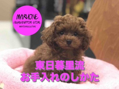 【わんこのお手入れ方法】東日暮里店流！トイ・プードルの日常のお手入れ〜前編〜