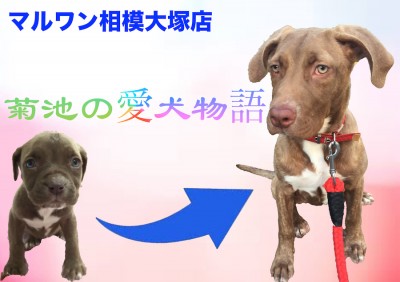 【愛犬物語】相模大塚店スタッフの愛犬物語を公開！〜菊池&アリシア編〜