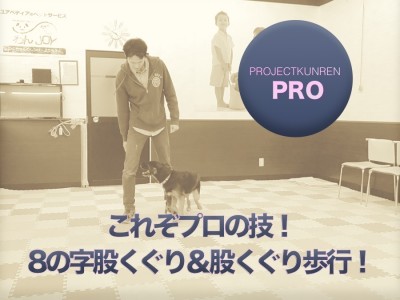 【ドッグトレーナーのテクニック】新企画登場！「PROJECT KUNREN PRO」もっとディープな情報をご提供！：鎌ヶ谷店PROJECT KUNREN PRO VOL.1