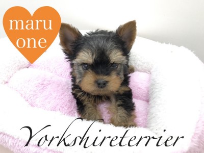 【ヨークシャーテリア】クリスマスにぴったりなゴージャス犬！：本羽田店PICK UPベイビーNo.512487