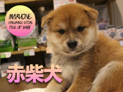 【柴犬】小さいおめめがとってもキュート！？毛色鮮やかパピーが登場！！:マルワン白楽店Pick UpベイビーNo.11552