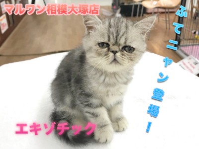 【エキゾチック】CMでお馴染み！ふてニャン登場！ぶちゃカワキャットは超甘えん坊♪：マルワン相模大塚店Pick UpベイビーNo.814452