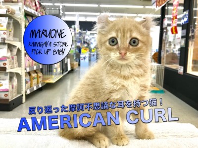 【アメリカンカール】摩訶不思議！反り返った耳を持つ猫登場！：鎌ヶ谷店PICK UPベイビー！No.117148