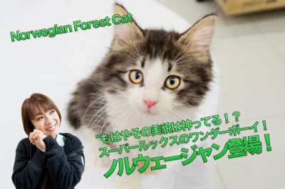 【ノルウェージャン・フォレスト・キャット】もはやその美貌は神ってる！スーパールックスを持ったワンダーボーイ登場！：マルワン大倉山店PICK UPベイビー！No.6130683