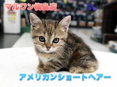 【アメリカンショートヘア】珍色登場！定番外のすごい猫がやってきた！！：マルワン梅島店Pick UpベイビーNo.119099