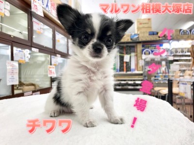 【チワワ（ロングコート）】シャンシャンに負けないぞ！アタシだってパンダ柄なのよ！：マルワン相模大塚店Pick UpベイビーNo.814442
