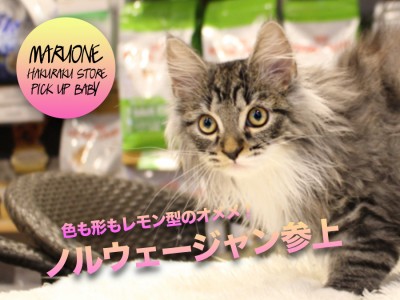 【ノルウェージャンフォレストキャット】色も形もレモン型のオメメ！スペシャルエレガントキャットがやってきた！:マルワン白楽店PICK UPベイビーNo.11560