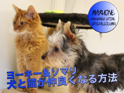 【ソマリ＆ヨークシャーテリア】猫と犬の多頭生活を考えている方必見！！仲良くなる方法をお教えします♪：白楽店多頭飼育特集！