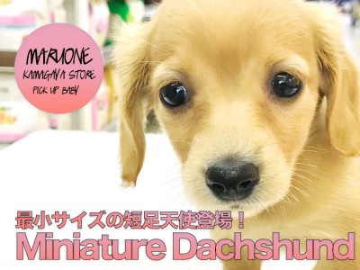 【カニンヘン・ダックスフント（女の子）】小さめサイズのマイルドクリーム！性格温厚のんびりレディー♪：マルワン鎌ヶ谷店子犬情報No.117150（千葉県鎌ヶ谷市〉