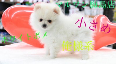 【ポメラニアン】綿毛のようなクリアホワイトのポメラニアン！ピッタリ寄り添う甘えん坊さんにメロメロ！？：マルワン梅島店pick upベイビーNo.119107