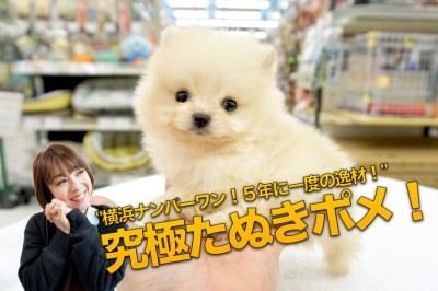 【 極小ポメラニアン 】横浜ナンバーワン！5年に一度の逸材！驚異の体重370gの史上最美「白たぬきポメ」がワンコの聖地大倉山に出現！