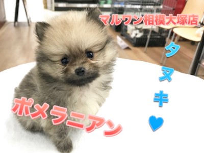 【ポメラニアン】史上最高のたぬきポメが入店！モフモフ好きは全員集合！：マルワン大和 相模大塚店オススメベイビーNo.814459