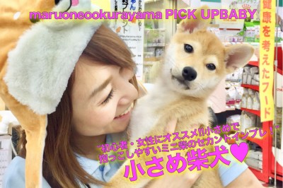 【ミニ柴犬】初心者・女性にオススメ!!小さめで抱っこしやすいミニ柴のセカンドインプレ！：ペットショップマルワン大倉山店（横浜市）｜子犬情報！No.6130678