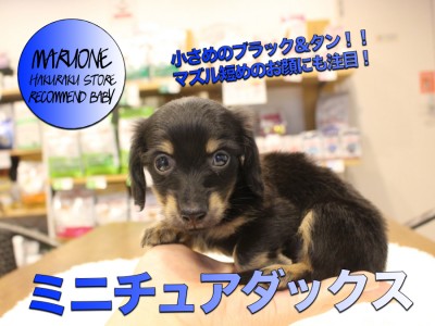 【ミニチュア・ダックスフント】小さめのブラック＆タン！！マズル短めのお顔にも注目！:ペットショップマルワン白楽店（横浜市）オススメ子犬情報！No.11564