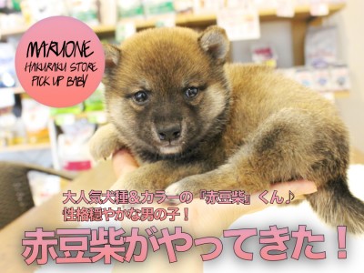 【豆柴】大人気犬種＆カラーの『赤豆柴』くん♪性格穏やかな男の子！:ペットショップマルワン白楽店（横浜市）｜子犬情報！No.11566