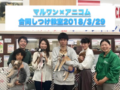 【アフターサポート：しつけ教室】その日から効果テキメン！里帰りして、お利口さんになっちゃおう♪：ペットショップマルワン相模大塚店