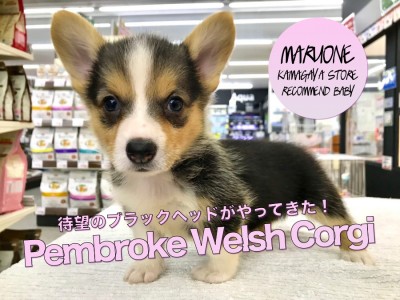 【黒コーギー】希少カラー！ブラックヘッドコーギー登場！！千葉県で最も美しいワンコと言っても過言ではありません！：マルワン鎌ヶ谷店オススメベイビーNo.117151（千葉県鎌ケ谷市）