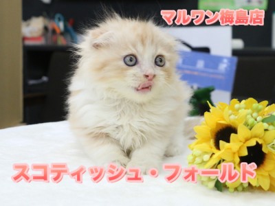 【スコティッシュ・フォールド】23区No.1の垂れ耳美男子！ブルーに光る瞳はまるでダイヤモンド：ペットショップ マルワン梅島店（東京都足立区）No.119110